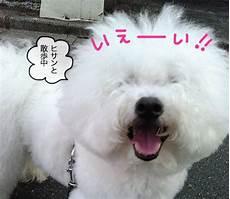 犬饲贵丈在日本火吗